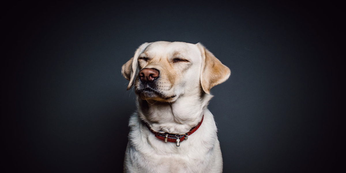 Are Dog Sneezes Cute, Or the Sign of Something Serious?
