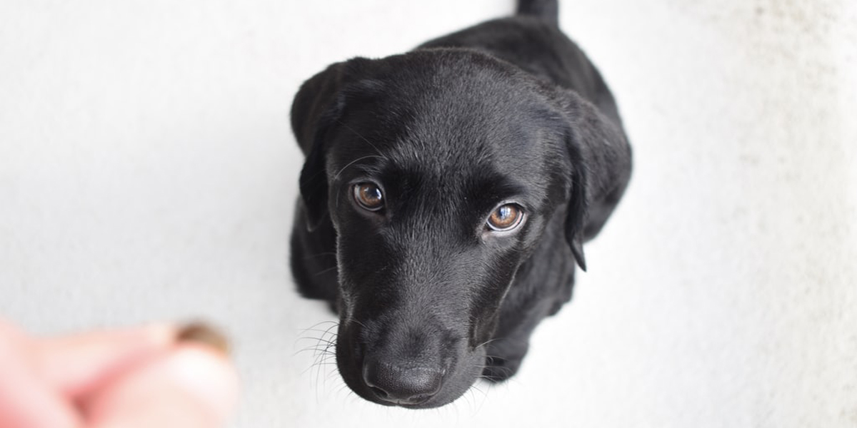 15 Amazing Facts You Didn’t Know About Labrador Retrievers