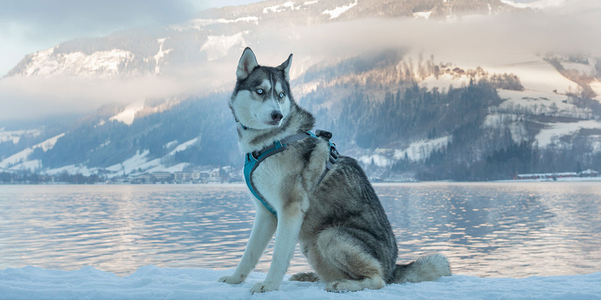 Best Dog Food for Huskies: The Complete Guide