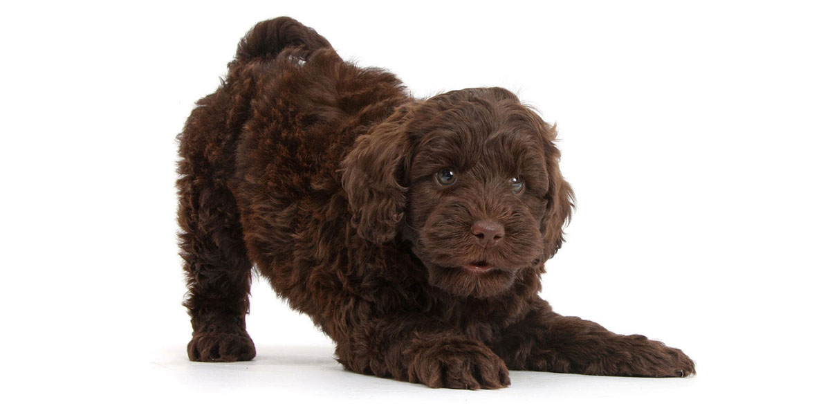 How to Tell What Coat a Labradoodle Puppy Will Have?
