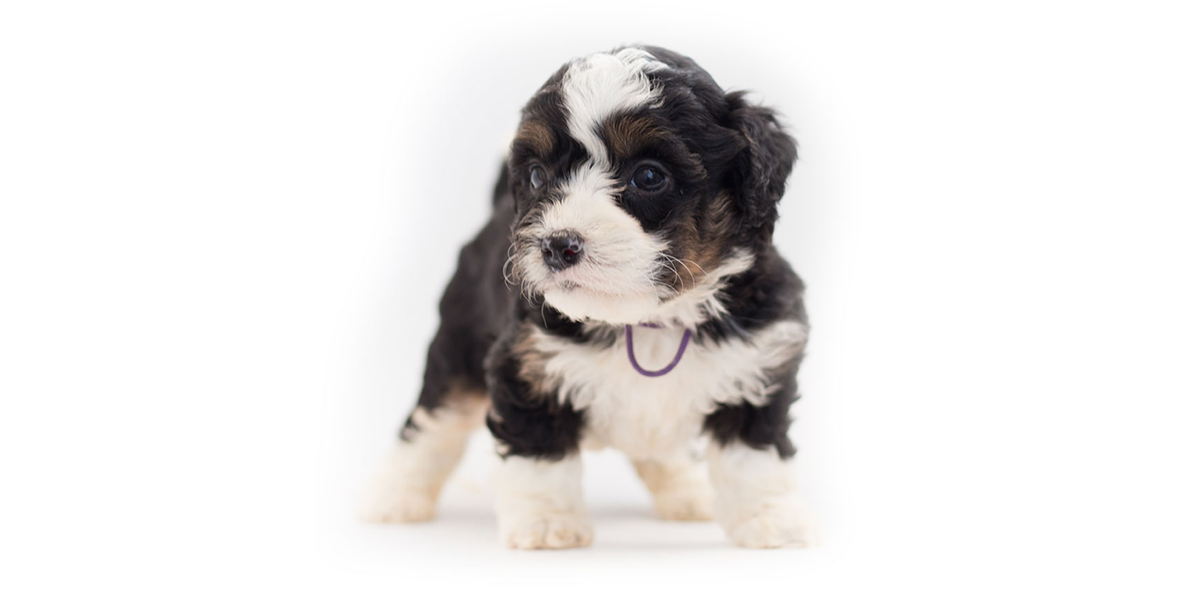 What Size Of Crate Should I Get For A Bernedoodle Puppy?