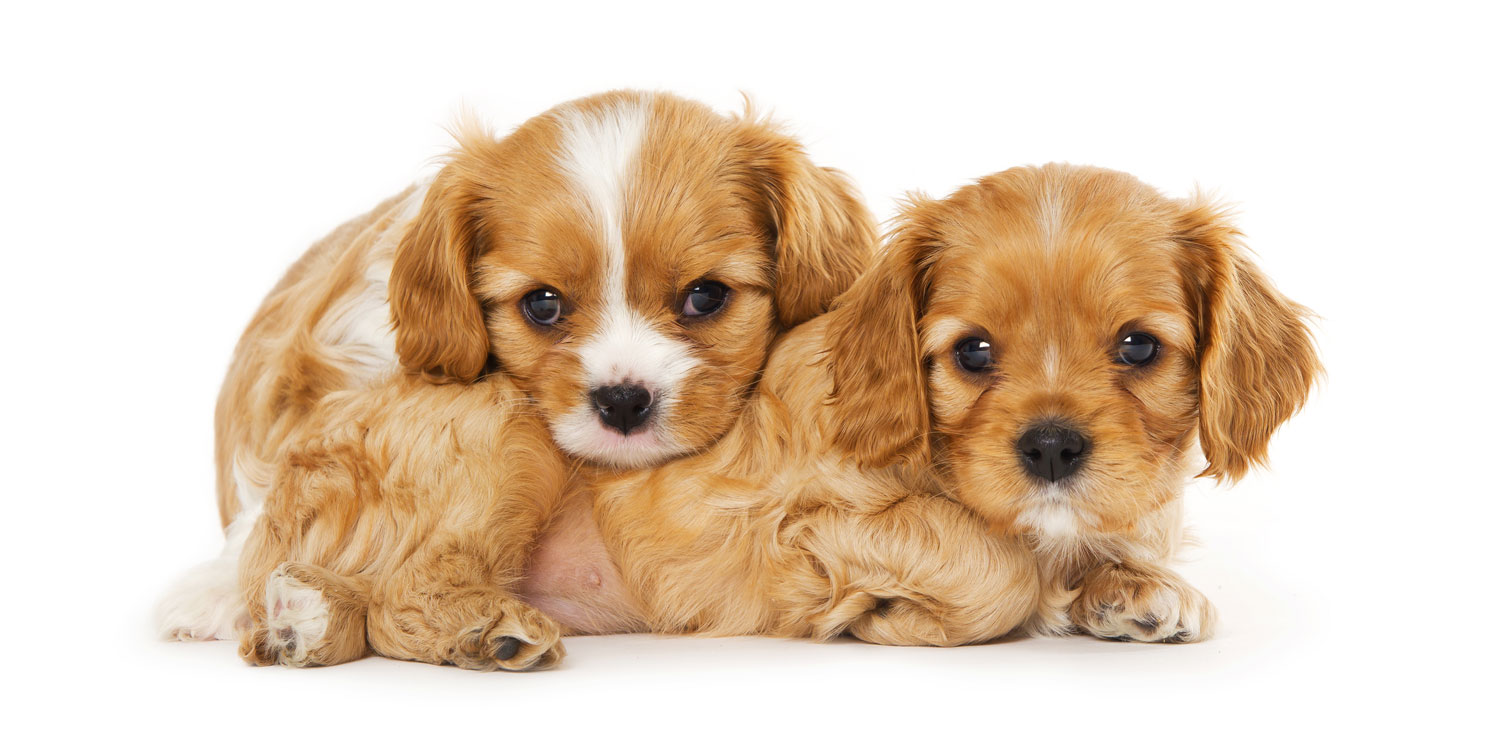 Cavalier King Charles Spaniel Network Expanded